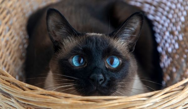 A cute Siamese cat in the basket, looking at the camera