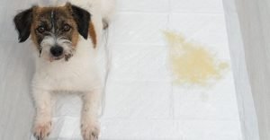 A dog sitting on a large dog diaper with urine stains on it