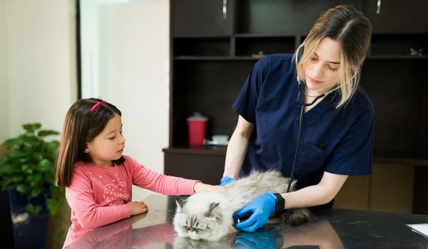 A professional veterinarian is listening to the heartbeat of a cat using a stethoscope while a child Is standing by