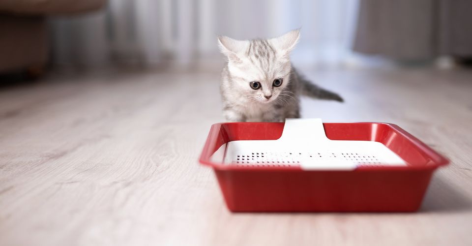 A small gray and white cute kitten in a new home is exploring its litterbox