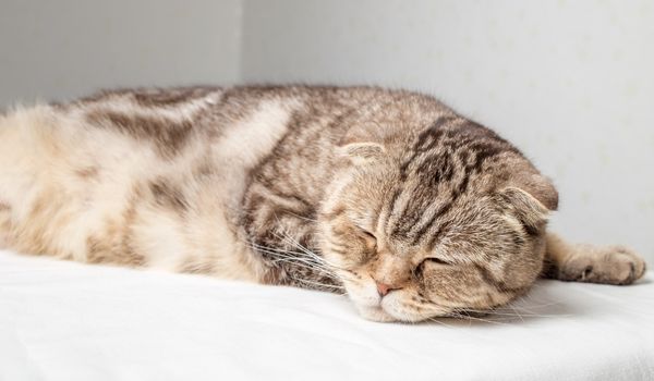 Adorable pregnant Scottish fold cat has closed her eyes and is resting lying on the table