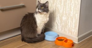 Beautiful Grey and White Cat Looks Away As it Sits Beside Its Food and Water Bowls