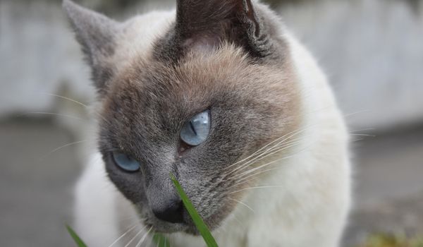 Beautiful blue point Siamese cat with blue eyes sniffing grass