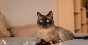 Cute fluffy siamese cat with lights at home