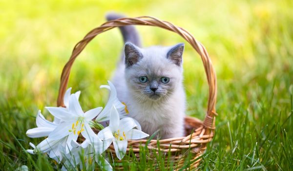 Cute little Siamese kitten sitting in a basket with lily flowers on the grass