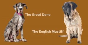Great Dane x Mastiff