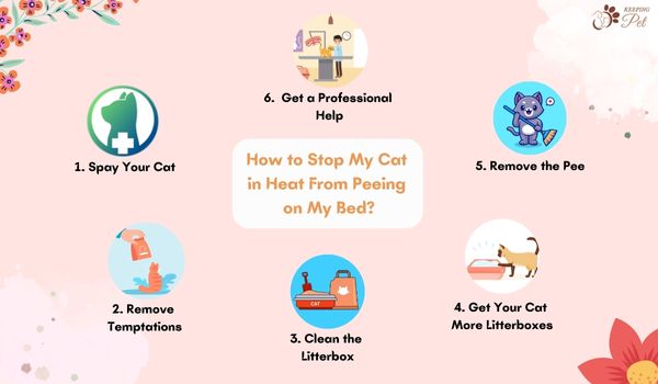 Infographic How to Stop My Cat in Heat From Peeing on My Bed