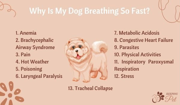 Infographic Why Is My Dog Breathing Fast
