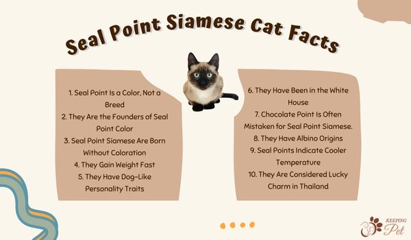 Seal Point Siamese Cat Facts