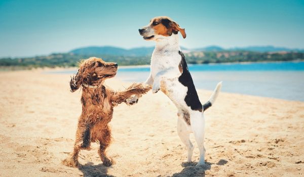 Two happy dogs holding hands and dancing together at the beach