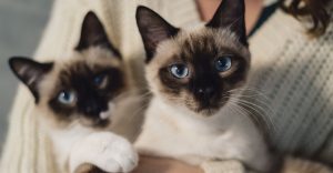 Two similar Siamese cats, held together in arms