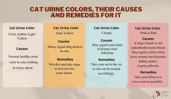 infographic listing  cats urine colors,their causes and remedies for it