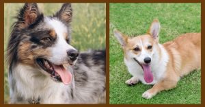 A photo collage showing Australian Shepherd and Corgi dogs
