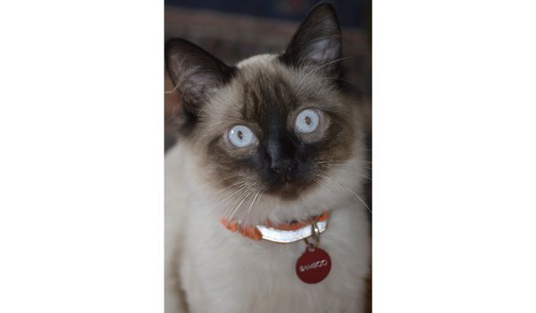 A Balinese cat with a locket in the neck