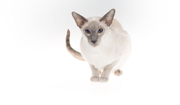 A Blue Point Siamese cat against a white background