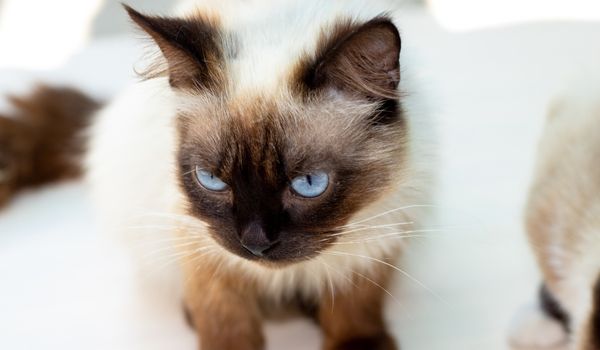 A Siamese cat with blue eyes looking at something
