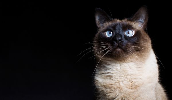 A Chocolate Point Siamese cat against a black background