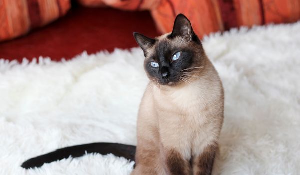 A Classic Siamese cat on a white rug