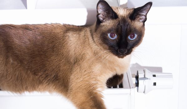 A Wedgie Siamese sitting on a wall-mounted heater