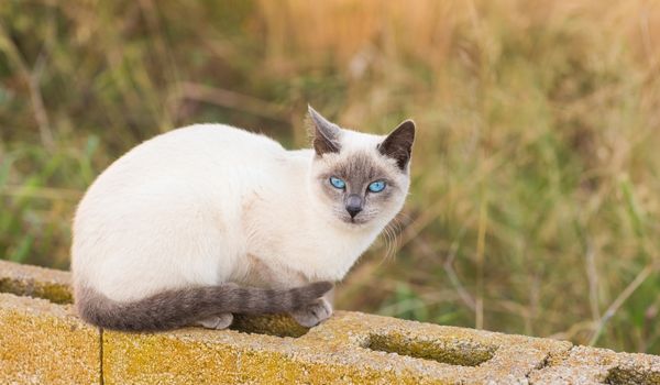 An Old-Style Siamese cat on the wall