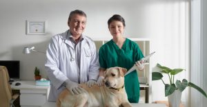 Veterinarians examining labrador dog
