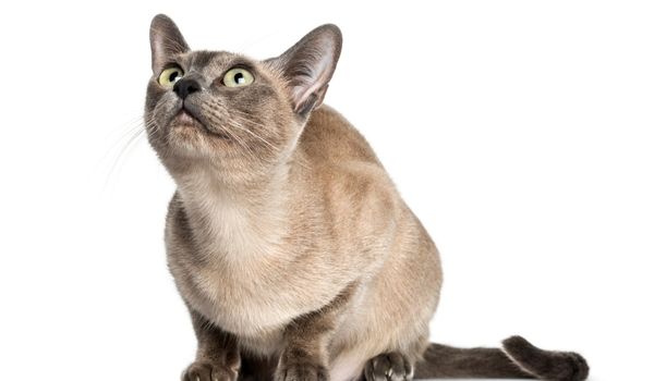 A Tonkinese cat sitting against a white background