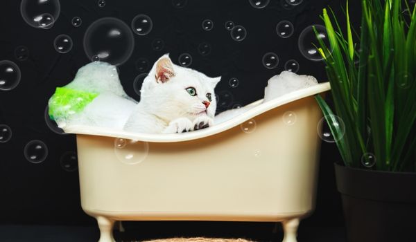 A cute British kitten is sitting in the bath