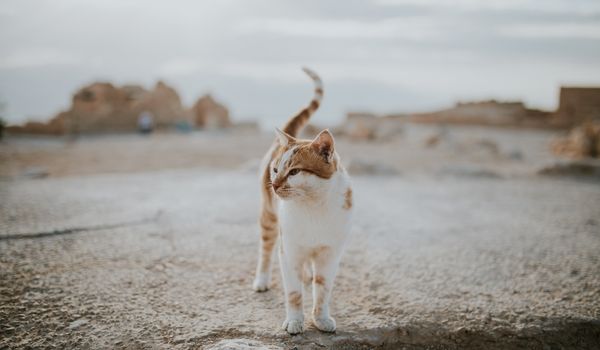 A cute domestic beautiful cat on a road in a desert