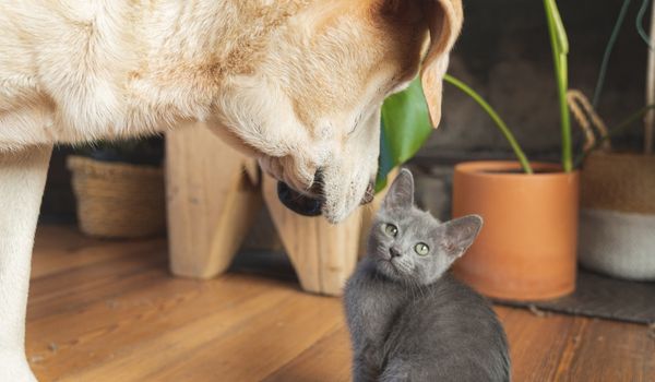 A blackish cat is looking curiously at a dog