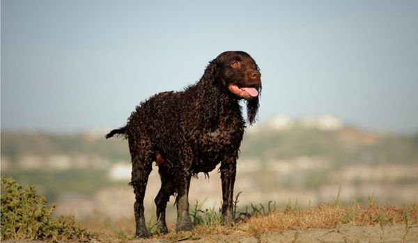 An American Water Spaniel is standing atop a mountain