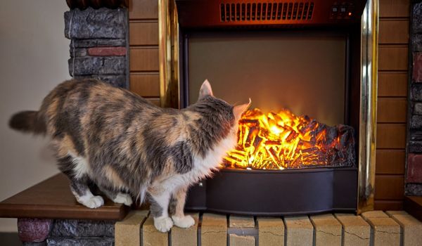 A cat is standing right in front of the fireplace