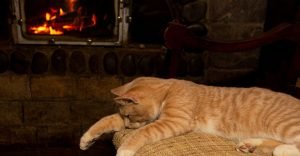 An orange tabby cat is sleeping near a fireplace on a sofa