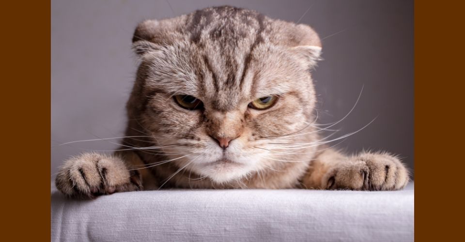 A Scottish Fold cat looking angrily at the camera