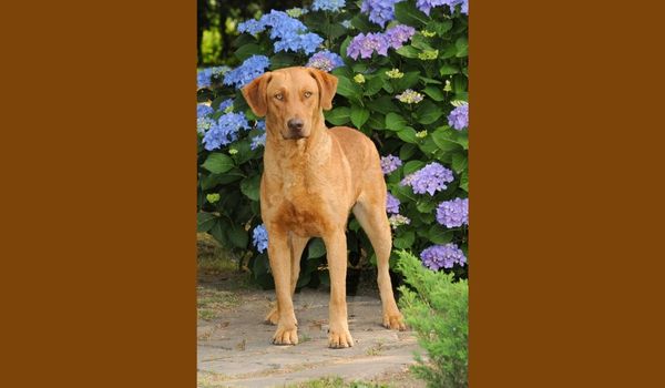 A Chesapeake Bay Retriever surrounded by purple flowers