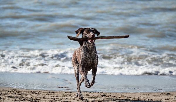 A German shorthaired pointer running along the beach with a stick in his mouth