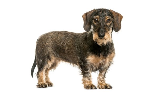A black German wirehaired pointer against a white background