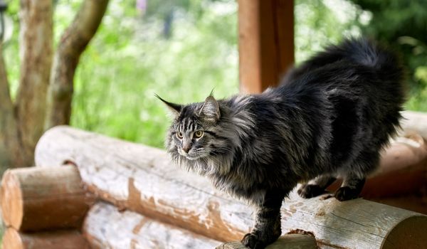 Fluffy big cat Maine coon walks in the yard of the house on wooden logs