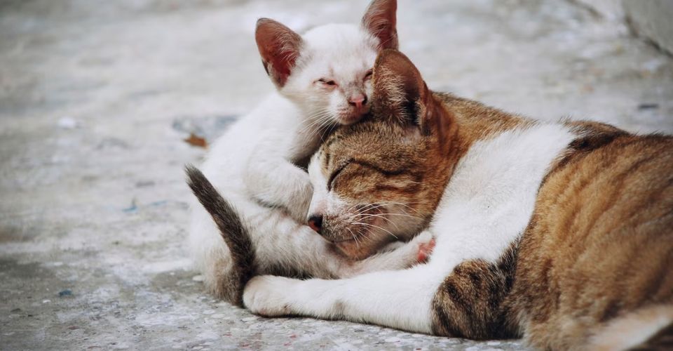 Kitten cuddling mama cat