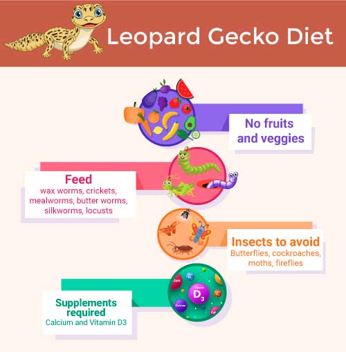 Leopard gecko diet chart showing what can you feed and not feed your gecko