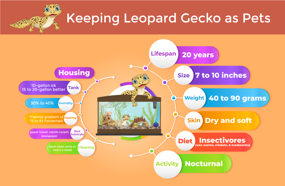 Infographic showing housing requirements of leopard geckos and their profile overview
