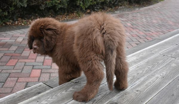 A Newfoundland puppy going downstairs
