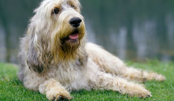 An Otterhound sitting on grass, looking away from the camera