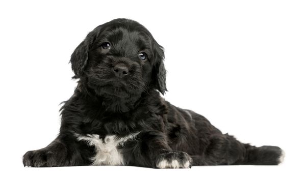 A black Portuguese water dog against a white background