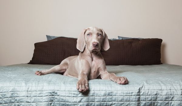 A Weimaraner sitting on the bed