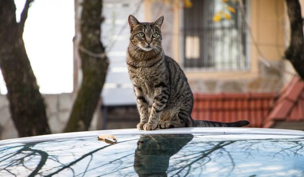 A curious domestic shorthaired cat is sitting on a car looking at something