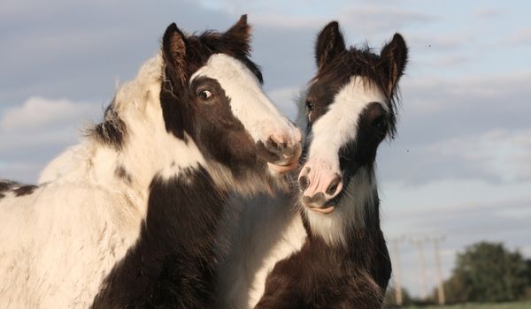 Two Gypsy vanner horses playing with each other