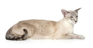 Lilac Point Siamese Cat