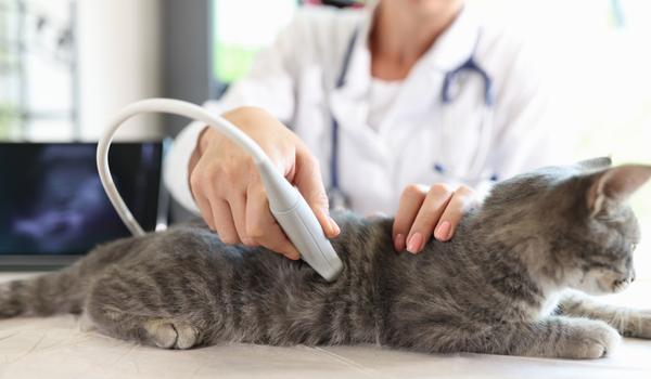 A veterinarian conducts an ultrasound examination of cat