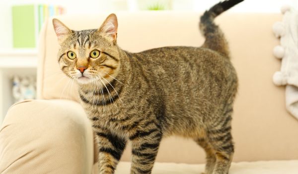 Tabby Domestic Shorthaired cat