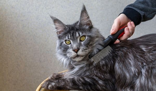 A girl is combing the fur of a Maine coon cat 